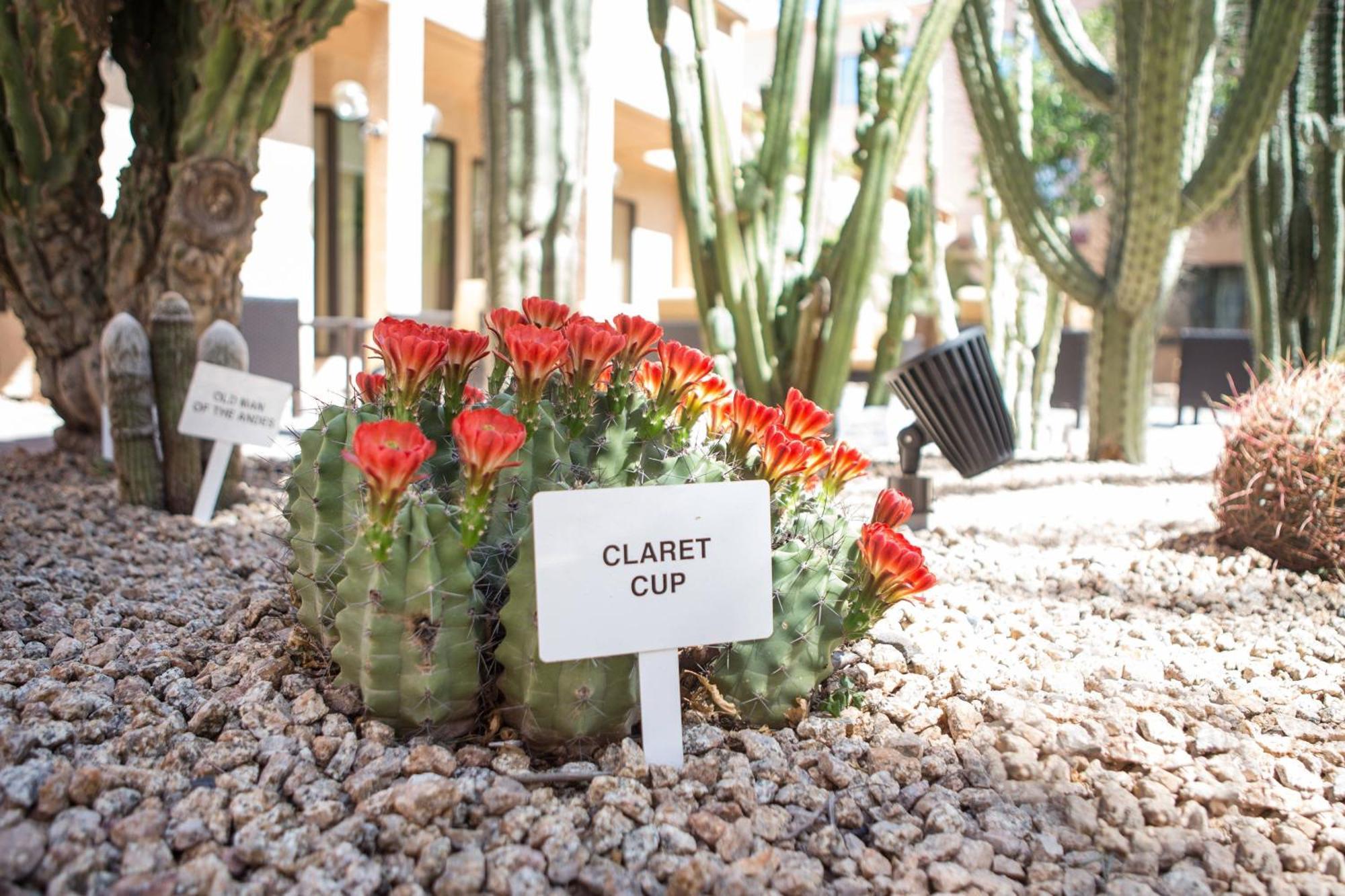 Courtyard By Marriott Phoenix Mesa Exterior foto